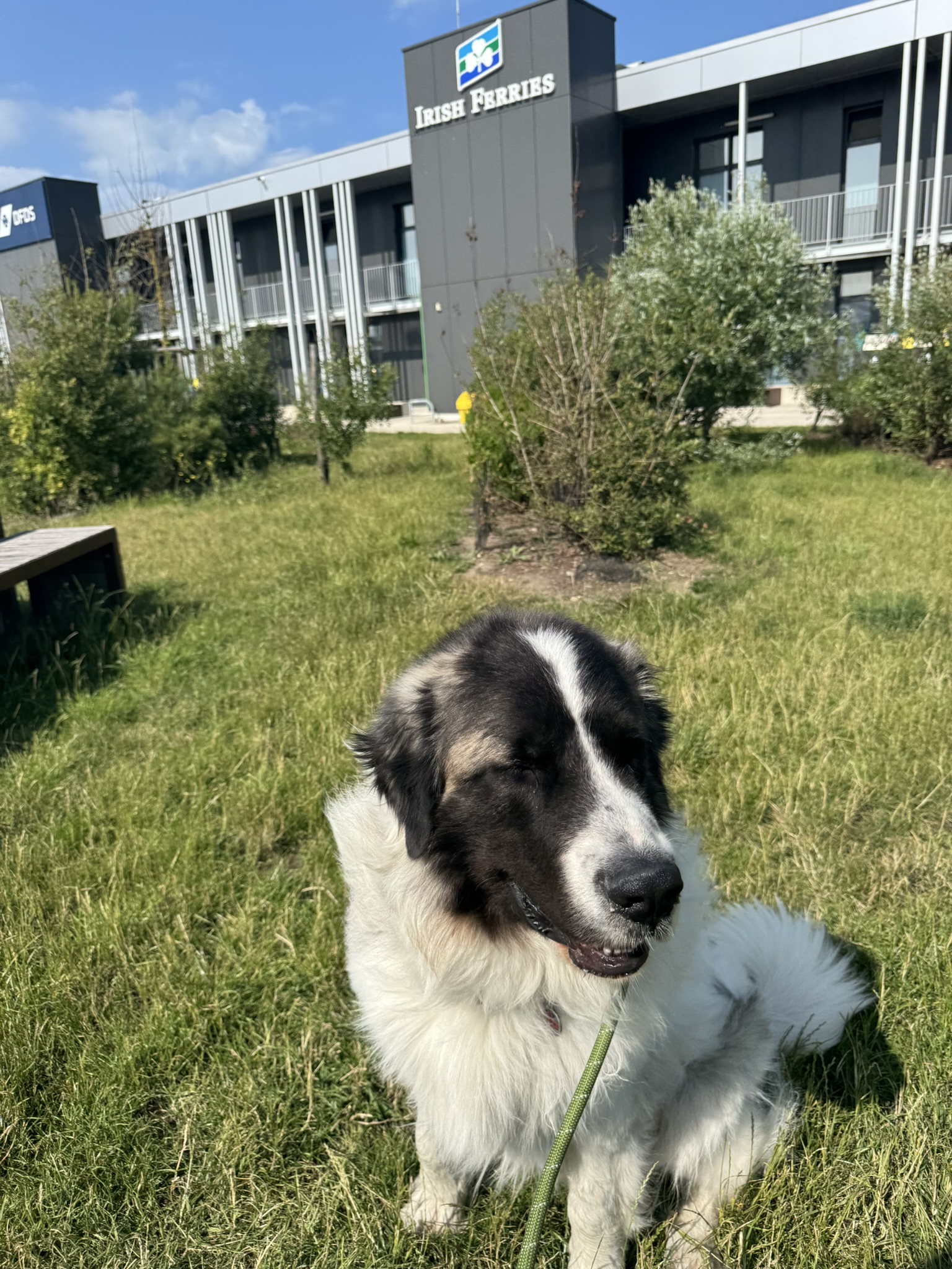 Pet resting during transport