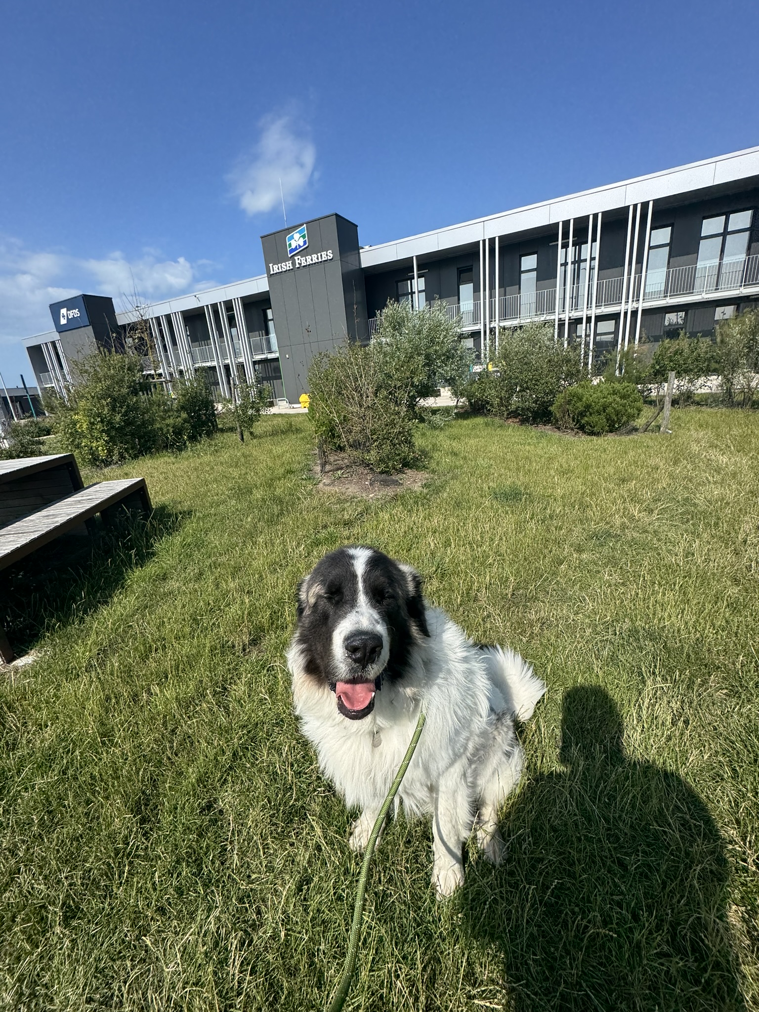 Pet safely secured in vehicle